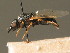  ( - BC_ZSM_DIP_00353)  @11 [ ] CreativeCommons - Attribution Non-Commercial Share-Alike (2010) Unspecified SNSB, Zoologische Staatssammlung Muenchen