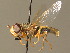  ( - BC_ZSM_DIP_00356)  @11 [ ] CreativeCommons - Attribution Non-Commercial Share-Alike (2010) Unspecified SNSB, Zoologische Staatssammlung Muenchen