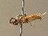  ( - BC_ZSM_DIP_00357)  @11 [ ] CreativeCommons - Attribution Non-Commercial Share-Alike (2010) Unspecified SNSB, Zoologische Staatssammlung Muenchen