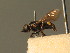  ( - BC_ZSM_DIP_00380)  @11 [ ] CreativeCommons - Attribution Non-Commercial Share-Alike (2010) Unspecified SNSB, Zoologische Staatssammlung Muenchen