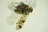  ( - DIP 02535)  @11 [ ] CreativeCommons - Attribution Non-Commercial Share-Alike (2015) Unspecified SNSB, Zoologische Staatssammlung Muenchen