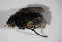  ( - DIP 04195)  @11 [ ] CreativeCommons - Attribution Non-Commercial Share-Alike (2015) Unspecified SNSB, Zoologische Staatssammlung Muenchen