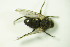  (Chiastocheta inermella - DIP 05621)  @12 [ ] CreativeCommons - Attribution Non-Commercial Share-Alike (2015) Unspecified SNSB, Zoologische Staatssammlung Muenchen
