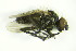  (Chirosia nigripes - DIP 05678)  @13 [ ] CreativeCommons - Attribution Non-Commercial Share-Alike (2015) Unspecified SNSB, Zoologische Staatssammlung Muenchen