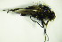  ( - DIP 05684)  @11 [ ] CreativeCommons - Attribution Non-Commercial Share-Alike (2015) Unspecified SNSB, Zoologische Staatssammlung Muenchen