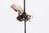  ( - QCAZI_122183)  @12 [ ] Rita Hidalgo (2016) Rita Hidalgo PUCE
