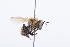  (Melipona fuscopilosa - QCAZI_211844)  @13 [ ] Rita Hidalgo (2016) Rita Hidalgo PUCE
