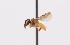  (Plebeia ADA5630 - QCAZI_211865)  @12 [ ] Rita Hidalgo (2016) Rita Hidalgo PUCE