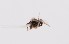  (Plebeia ACX1191 - QCAZI_211869)  @13 [ ] Rita Hidalgo (2016) Rita Hidalgo PUCE