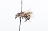  ( - QCAZI_211874)  @12 [ ] Rita Hidalgo (2016) Rita Hidalgo PUCE