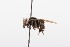  ( - QCAZI_211898)  @11 [ ] Rita Hidalgo (2016) Rita Hidalgo PUCE