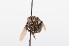  ( - QCAZI_211900)  @11 [ ] Rita Hidalgo (2016) Rita Hidalgo PUCE
