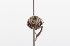  ( - QCAZI_211902)  @11 [ ] Rita Hidalgo (2016) Rita Hidalgo PUCE