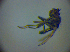  ( - BC ZSM DIP 01902)  @12 [ ] CreativeCommons - Attribution Non-Commercial Share-Alike (2010) Zoologische Staatssammlung Muenchen SNSB, Zoologische Staatssammlung Muenchen
