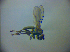  ( - BC ZSM DIP 01913)  @12 [ ] CreativeCommons - Attribution Non-Commercial Share-Alike (2010) Zoologische Staatssammlung Muenchen SNSB, Zoologische Staatssammlung Muenchen