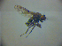  ( - BC ZSM DIP 01917)  @11 [ ] CreativeCommons - Attribution Non-Commercial Share-Alike (2010) Zoologische Staatssammlung Muenchen SNSB, Zoologische Staatssammlung Muenchen