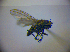  ( - BC ZSM DIP 01931)  @12 [ ] CreativeCommons - Attribution Non-Commercial Share-Alike (2010) Zoologische Staatssammlung Muenchen SNSB, Zoologische Staatssammlung Muenchen