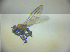  ( - BC ZSM DIP 01932)  @12 [ ] CreativeCommons - Attribution Non-Commercial Share-Alike (2010) Zoologische Staatssammlung Muenchen SNSB, Zoologische Staatssammlung Muenchen