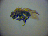  ( - BC ZSM DIP 01957)  @12 [ ] CreativeCommons - Attribution Non-Commercial Share-Alike (2010) Zoologische Staatssammlung Muenchen SNSB, Zoologische Staatssammlung Muenchen