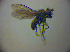  ( - BC ZSM DIP 01964)  @11 [ ] CreativeCommons - Attribution Non-Commercial Share-Alike (2010) Zoologische Staatssammlung Muenchen SNSB, Zoologische Staatssammlung Muenchen