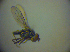  ( - BC ZSM DIP 01970)  @12 [ ] CreativeCommons - Attribution Non-Commercial Share-Alike (2010) Zoologische Staatssammlung Muenchen SNSB, Zoologische Staatssammlung Muenchen