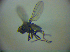  (Hydrellia cardamines - BC ZSM DIP 01972)  @13 [ ] CreativeCommons - Attribution Non-Commercial Share-Alike (2010) Zoologische Staatssammlung Muenchen SNSB, Zoologische Staatssammlung Muenchen