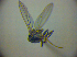  ( - BC ZSM DIP 01974)  @11 [ ] CreativeCommons - Attribution Non-Commercial Share-Alike (2010) Zoologische Staatssammlung Muenchen SNSB, Zoologische Staatssammlung Muenchen