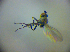  ( - BC ZSM DIP 01976)  @12 [ ] CreativeCommons - Attribution Non-Commercial Share-Alike (2010) Zoologische Staatssammlung Muenchen SNSB, Zoologische Staatssammlung Muenchen