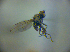  (Hydrellia flaviceps - BC ZSM DIP 01977)  @13 [ ] CreativeCommons - Attribution Non-Commercial Share-Alike (2010) Zoologische Staatssammlung Muenchen SNSB, Zoologische Staatssammlung Muenchen
