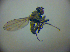  (Hydrellia tarsata - BC ZSM DIP 01981)  @12 [ ] CreativeCommons - Attribution Non-Commercial Share-Alike (2010) Zoologische Staatssammlung Muenchen SNSB, Zoologische Staatssammlung Muenchen