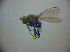 ( - BC ZSM DIP 01983)  @12 [ ] CreativeCommons - Attribution Non-Commercial Share-Alike (2010) Zoologische Staatssammlung Muenchen SNSB, Zoologische Staatssammlung Muenchen