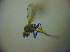  ( - BC ZSM DIP 01984)  @12 [ ] CreativeCommons - Attribution Non-Commercial Share-Alike (2010) Zoologische Staatssammlung Muenchen SNSB, Zoologische Staatssammlung Muenchen