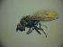  (Hydrellia nigricans - BC ZSM DIP 01988)  @13 [ ] CreativeCommons - Attribution Non-Commercial Share-Alike (2010) Zoologische Staatssammlung Muenchen SNSB, Zoologische Staatssammlung Muenchen