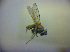 ( - BC ZSM DIP 01994)  @12 [ ] CreativeCommons - Attribution Non-Commercial Share-Alike (2010) Zoologische Staatssammlung Muenchen SNSB, Zoologische Staatssammlung Muenchen