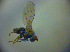  ( - BC ZSM DIP 01995)  @12 [ ] CreativeCommons - Attribution Non-Commercial Share-Alike (2010) Zoologische Staatssammlung Muenchen SNSB, Zoologische Staatssammlung Muenchen