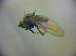  ( - BC ZSM DIP 01996)  @12 [ ] CreativeCommons - Attribution Non-Commercial Share-Alike (2010) Zoologische Staatssammlung Muenchen SNSB, Zoologische Staatssammlung Muenchen