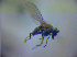  (Hydrellia thoracica - BC ZSM DIP 01997)  @13 [ ] CreativeCommons - Attribution Non-Commercial Share-Alike (2010) Zoologische Staatssammlung Muenchen SNSB, Zoologische Staatssammlung Muenchen