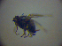  ( - BC ZSM DIP 02000)  @12 [ ] CreativeCommons - Attribution Non-Commercial Share-Alike (2010) Zoologische Staatssammlung Muenchen SNSB, Zoologische Staatssammlung Muenchen