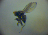  ( - BC ZSM DIP 02001)  @12 [ ] CreativeCommons - Attribution Non-Commercial Share-Alike (2010) Zoologische Staatssammlung Muenchen SNSB, Zoologische Staatssammlung Muenchen