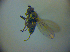  (Hydrellia fulviceps - BC ZSM DIP 02004)  @13 [ ] CreativeCommons - Attribution Non-Commercial Share-Alike (2010) Zoologische Staatssammlung Muenchen SNSB, Zoologische Staatssammlung Muenchen