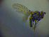  ( - BC ZSM DIP 02005)  @12 [ ] CreativeCommons - Attribution Non-Commercial Share-Alike (2010) Zoologische Staatssammlung Muenchen SNSB, Zoologische Staatssammlung Muenchen