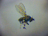  ( - BC ZSM DIP 02006)  @12 [ ] CreativeCommons - Attribution Non-Commercial Share-Alike (2010) Zoologische Staatssammlung Muenchen SNSB, Zoologische Staatssammlung Muenchen