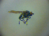  ( - BC ZSM DIP 02007)  @12 [ ] CreativeCommons - Attribution Non-Commercial Share-Alike (2010) Zoologische Staatssammlung Muenchen SNSB, Zoologische Staatssammlung Muenchen