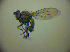  ( - BC ZSM DIP 02010)  @12 [ ] CreativeCommons - Attribution Non-Commercial Share-Alike (2010) Zoologische Staatssammlung Muenchen SNSB, Zoologische Staatssammlung Muenchen