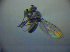  (Hydrellia albifrons - BC ZSM DIP 02011)  @12 [ ] CreativeCommons - Attribution Non-Commercial Share-Alike (2010) Zoologische Staatssammlung Muenchen SNSB, Zoologische Staatssammlung Muenchen
