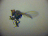  ( - BC ZSM DIP 02012)  @12 [ ] CreativeCommons - Attribution Non-Commercial Share-Alike (2010) Zoologische Staatssammlung Muenchen SNSB, Zoologische Staatssammlung Muenchen