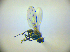 ( - BC ZSM DIP 02018)  @12 [ ] CreativeCommons - Attribution Non-Commercial Share-Alike (2010) Zoologische Staatssammlung Muenchen SNSB, Zoologische Staatssammlung Muenchen