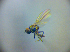  ( - BC ZSM DIP 02019)  @12 [ ] CreativeCommons - Attribution Non-Commercial Share-Alike (2010) Zoologische Staatssammlung Muenchen SNSB, Zoologische Staatssammlung Muenchen