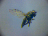  ( - BC ZSM DIP 02022)  @11 [ ] CreativeCommons - Attribution Non-Commercial Share-Alike (2010) Zoologische Staatssammlung Muenchen SNSB, Zoologische Staatssammlung Muenchen