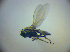  ( - BC ZSM DIP 02023)  @12 [ ] CreativeCommons - Attribution Non-Commercial Share-Alike (2010) Zoologische Staatssammlung Muenchen SNSB, Zoologische Staatssammlung Muenchen